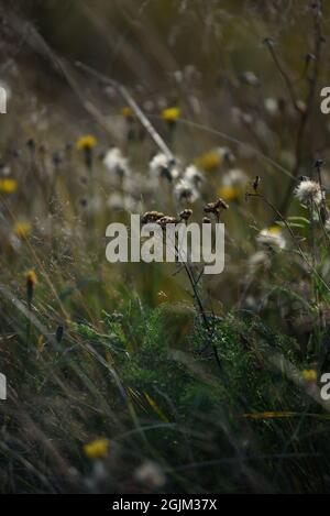 Details des Feldes in der Herbstperiode. Nahaufnahme von trockenem Gras mit verwelkenden Elendelionen und Coltsfoot. Stockfoto