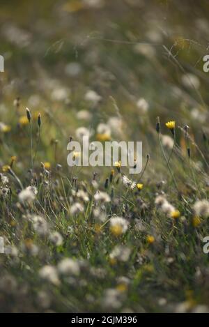 Details des Feldes in der Herbstperiode. Nahaufnahme von trockenem Gras mit verwelkenden Elendelionen und Coltsfoot. Stockfoto