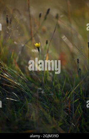 Details des Feldes in der Herbstperiode. Nahaufnahme von trockenem Gras mit verwelkenden Elendelionen und Coltsfoot. Stockfoto