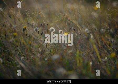 Details des Feldes in der Herbstperiode. Nahaufnahme von trockenem Gras mit verwelkenden Elendelionen und Coltsfoot. Stockfoto