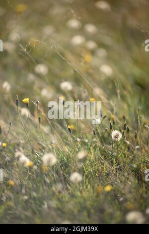 Details des Feldes in der Herbstperiode. Nahaufnahme von trockenem Gras mit verwelkenden Elendelionen und Coltsfoot. Stockfoto