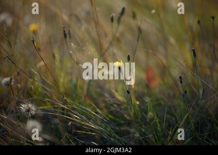 Details des Feldes in der Herbstperiode. Nahaufnahme von trockenem Gras mit verwelkenden Elendelionen und Coltsfoot. Stockfoto