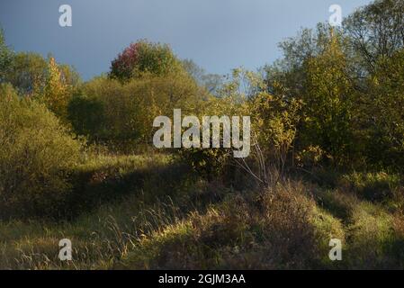 Eine malerische Landschaft. Eine Landstraße, die durch Felder mit Gräsern führt, die von der Herbstkälte vergilbt sind. Stockfoto