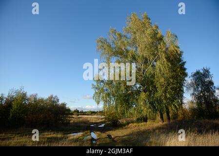 Eine malerische Landschaft. Eine Landstraße, die durch Felder mit Gräsern führt, die von der Herbstkälte vergilbt sind. Stockfoto