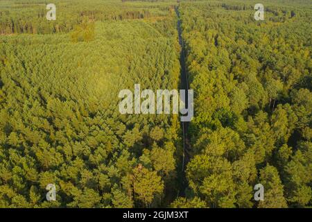 Asphaltstraße durch einen dichten Kiefernwald. Blick von der Drohne. Stockfoto