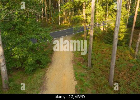 Asphaltstraße durch einen dichten Kiefernwald. Blick von der Drohne. Stockfoto