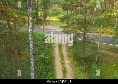 Asphaltstraße durch einen dichten Kiefernwald. Blick von der Drohne. Stockfoto