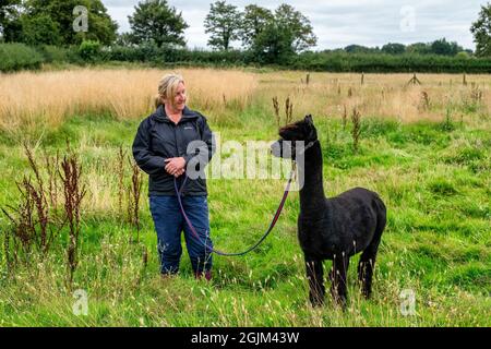 Geronimo der Alpaka erwartet sein Schicksal in Shepherds Close Farm Gloucestershire. Abgebildet mit Besitzerin Helen Macdonald. RinderTB. Stockfoto