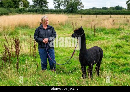 Geronimo der Alpaka erwartet sein Schicksal in Shepherds Close Farm Gloucestershire. Abgebildet mit Besitzerin Helen Macdonald. RinderTB. Stockfoto