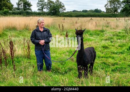 Geronimo der Alpaka erwartet sein Schicksal in Shepherds Close Farm Gloucestershire. Abgebildet mit Besitzerin Helen Macdonald. RinderTB. Stockfoto