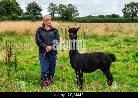 Geronimo der Alpaka erwartet sein Schicksal in Shepherds Close Farm Gloucestershire. Abgebildet mit Besitzerin Helen Macdonald. RinderTB. Stockfoto