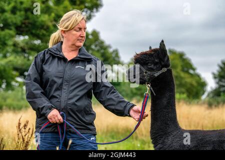 Geronimo der Alpaka erwartet sein Schicksal in Shepherds Close Farm Gloucestershire. Abgebildet mit Besitzerin Helen Macdonald. RinderTB. Stockfoto