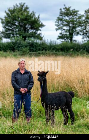 Geronimo der Alpaka erwartet sein Schicksal in Shepherds Close Farm Gloucestershire. Abgebildet mit Besitzerin Helen Macdonald. RinderTB. Stockfoto