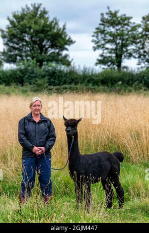 Geronimo der Alpaka erwartet sein Schicksal in Shepherds Close Farm Gloucestershire. Abgebildet mit Besitzerin Helen Macdonald. RinderTB. Stockfoto