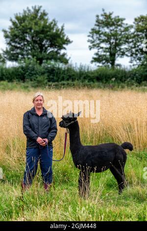 Geronimo der Alpaka erwartet sein Schicksal in Shepherds Close Farm Gloucestershire. Abgebildet mit Besitzerin Helen Macdonald. RinderTB. Stockfoto