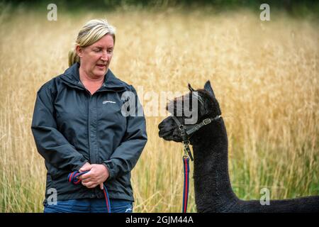 Geronimo der Alpaka erwartet sein Schicksal in Shepherds Close Farm Gloucestershire. Abgebildet mit Besitzerin Helen Macdonald. RinderTB. Stockfoto