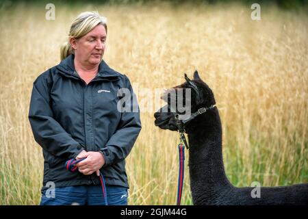 Geronimo der Alpaka erwartet sein Schicksal in Shepherds Close Farm Gloucestershire. Abgebildet mit Besitzerin Helen Macdonald. RinderTB. Stockfoto