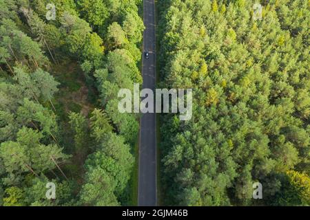 Asphaltstraße durch einen dichten Kiefernwald. Blick von der Drohne. Stockfoto