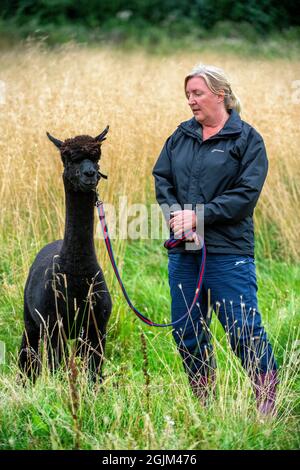 Geronimo der Alpaka erwartet sein Schicksal in Shepherds Close Farm Gloucestershire. Abgebildet mit Besitzerin Helen Macdonald. RinderTB. Stockfoto