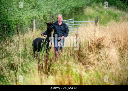 Geronimo der Alpaka erwartet sein Schicksal in Shepherds Close Farm Gloucestershire. Abgebildet mit Besitzerin Helen Macdonald. RinderTB. Stockfoto