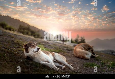 Der Blick von zwei Hunden auf einer Slop auf einem Berg in der Landschaft bei goldenem Sonnenaufgang, Sonnenlicht auf den Hund gelegt auf dem Boden in der provinz gilan, ira Stockfoto