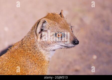 Gelbe Mungo (Cynictis penicillata) beruhigte sich im Sonnenlicht. Nahaufnahme eines Mungos. #Mungos #Wildtiere Stockfoto