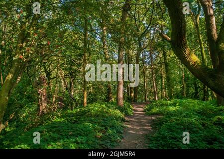 Der abendliche Sonnenschein, der durch silberne Birken zwischen den alten Minenanlagen auf dem Loxley Common in der Nähe von Sheffield filtert. Stockfoto