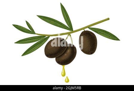 Vektor-Vintage-Darstellung von schwarzen Oliven und Öltropfen. Schwarze Oliven mit Öl. Stock Vektor