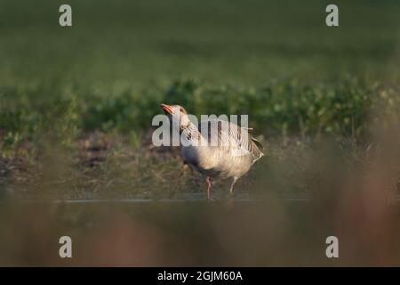 Gans ist Trinkwasser. Europäische Tierwelt während der Frühjahrssaison. Graugans auf dem Gras. Stockfoto