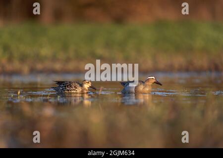 Garganey Paar auf dem Teich. Europäische Tierwelt während der Frühjahrssaison. Ente während des Frühjahrszuges. Stockfoto