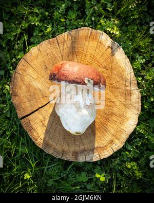 Große weiße Pilz Steinpilze auf Holzplatte im Herbstgarten. Food-Fotografie Stockfoto