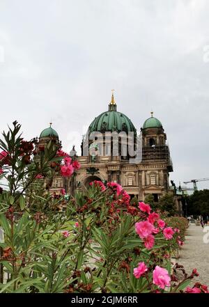 Der Berliner Dom, auch bekannt als Berliner Dom, hinter dem Busch, der an einem Sommertag mit leuchtend rosa Blumen blüht Stockfoto