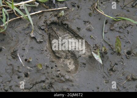 SAINT CHARLES, VEREINIGTE STAATEN - 23. Dez 2008: Ein Weißschwanz-Hirsch verfolgt im Schlamm in Missouri Stockfoto