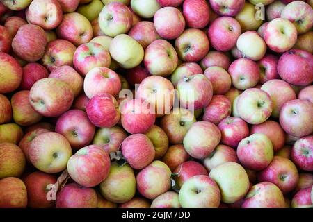Eine große Anzahl von frischen Äpfeln, die nach der Ernte in einem Obstgarten des Staates Washington für den Markt bereit sind Stockfoto