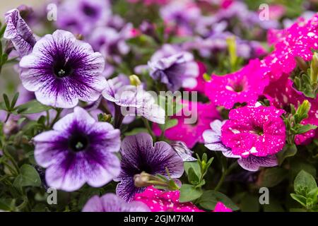 Nahaufnahme von violetten und rosa Petunien Stockfoto