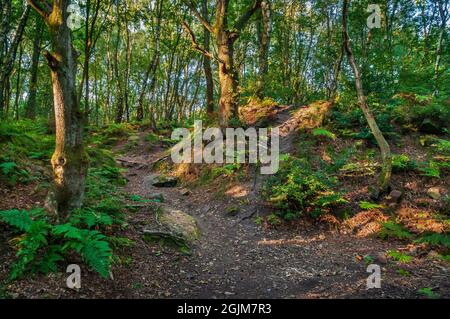 Der Abendsonne filtert durch gemischte Bäume und scheint auf den Schandsteinhaufen inmitten der alten Sandsteinbrüche am Loxley Common, nahe Sheffield. Stockfoto