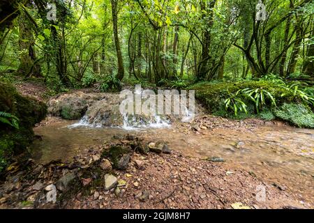 Tuffsteinbildung im Forest of Dean, Gloucestershire. VEREINIGTES KÖNIGREICH. Stockfoto