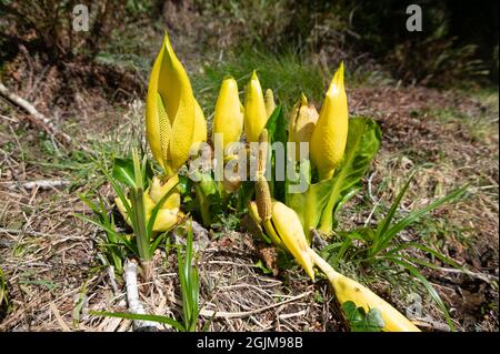 Skunk-Kohl in voller Blüte, Nahaufnahme Stockfoto