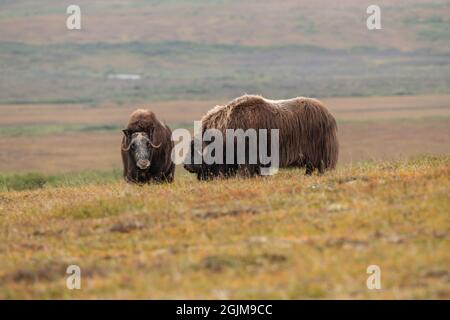 Muskox Bull und Cow Stockfoto