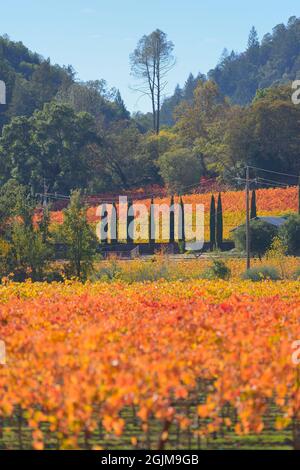 Wunderschöne Herbstlandschaft an der Dry Creek AVA, Healdsburg (Sonoma) CA Stockfoto