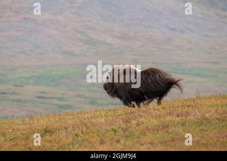 Wilder Moschus in Nome, Alaska Stockfoto