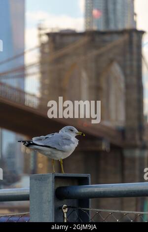 Seagull liegt in der Nähe der Brooklyn Bridge Stockfoto