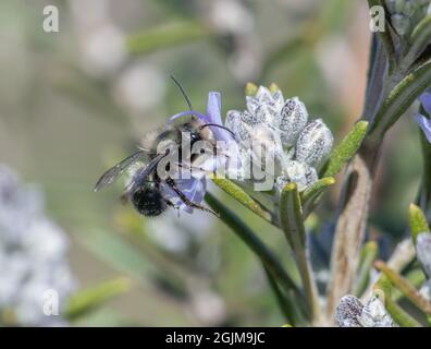 Eine männliche blaue Mason Bee (Osmia) bestäubt eine Rosmarinblume. Stockfoto