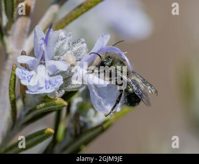 Eine männliche blaue Mason Bee (Osmia) bestäubt eine Rosmarinblume. Stockfoto