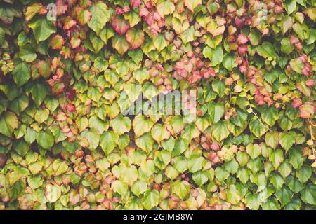 Bunte Laub von Efeu Pflanze an der Wand Herbst Hintergrund. Boston Efeu Parthenocissus tricuspidata und englischer Efeu Hedera Helix Stockfoto