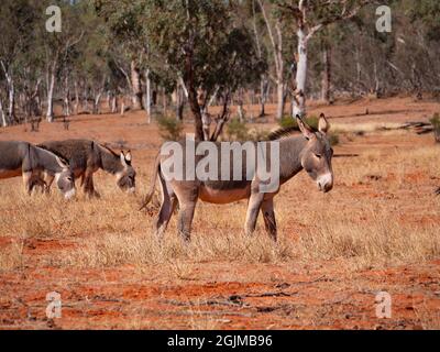 Eine Herde von wilden Eseln, Equus africanus asinus, grast auf trockenem Gras im Outback im roten Zentrum Zentralaustraliens. Stockfoto