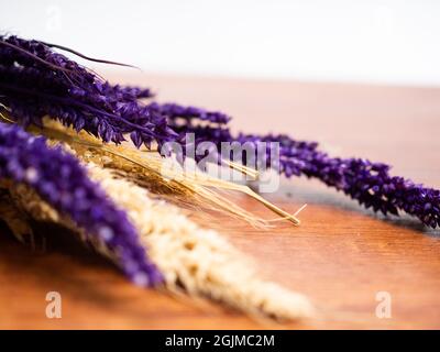 Getrocknete Hirse, wissenschaftlicher Name Setaria italica (Synonym Panicum italicum L.), die am zweithäufigsten gepflanzte Hirseart und die am meisten gr Stockfoto