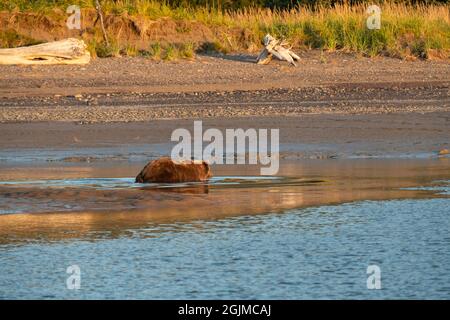 Alaskan Coastal Brown Bear Stockfoto