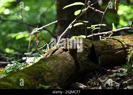 Ein kleiner Streifenhörnchen (Tamias striatus) sitzt auf einem Baumstamm im Wald Stockfoto