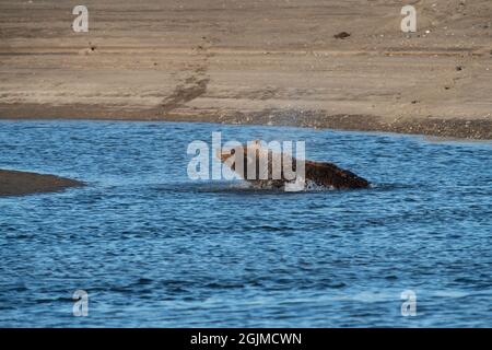 Alaskan Coastal Brown Bear Stockfoto